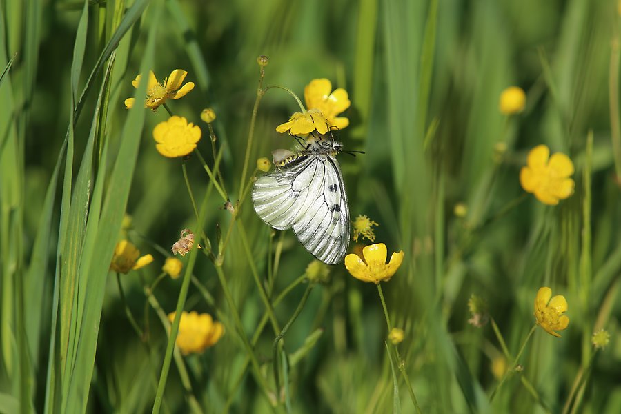 Fjäril som sitter i högt gräs bland gula blommor, foto.